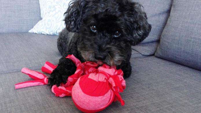 Gift ideas for pets