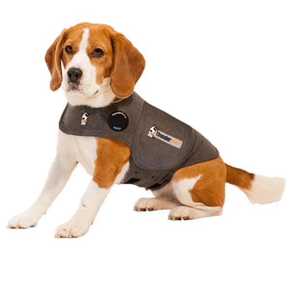 Gift ideas for pets